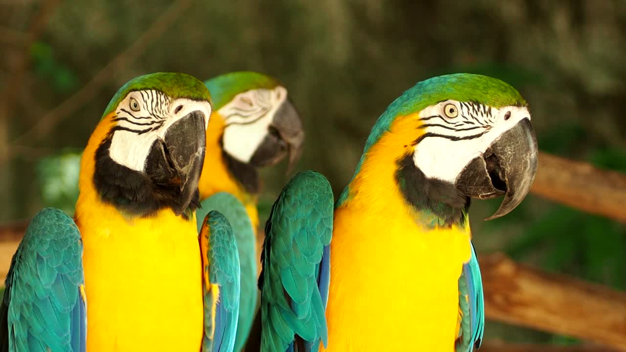 el pájaro guacamayo de chiang mai, tailandia