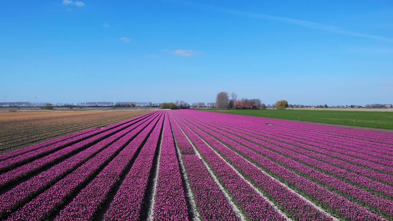 cielo azul y paisaje de campo de tulipanes en zuid-beijerland, países bajos, europa - toma aérea