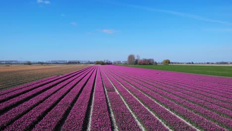 Cielo-Azul-Y-Paisaje-De-Campo-De-Tulipanes-En-Zuid-beijerland,-Países-Bajos,-Europa---Toma-Aérea