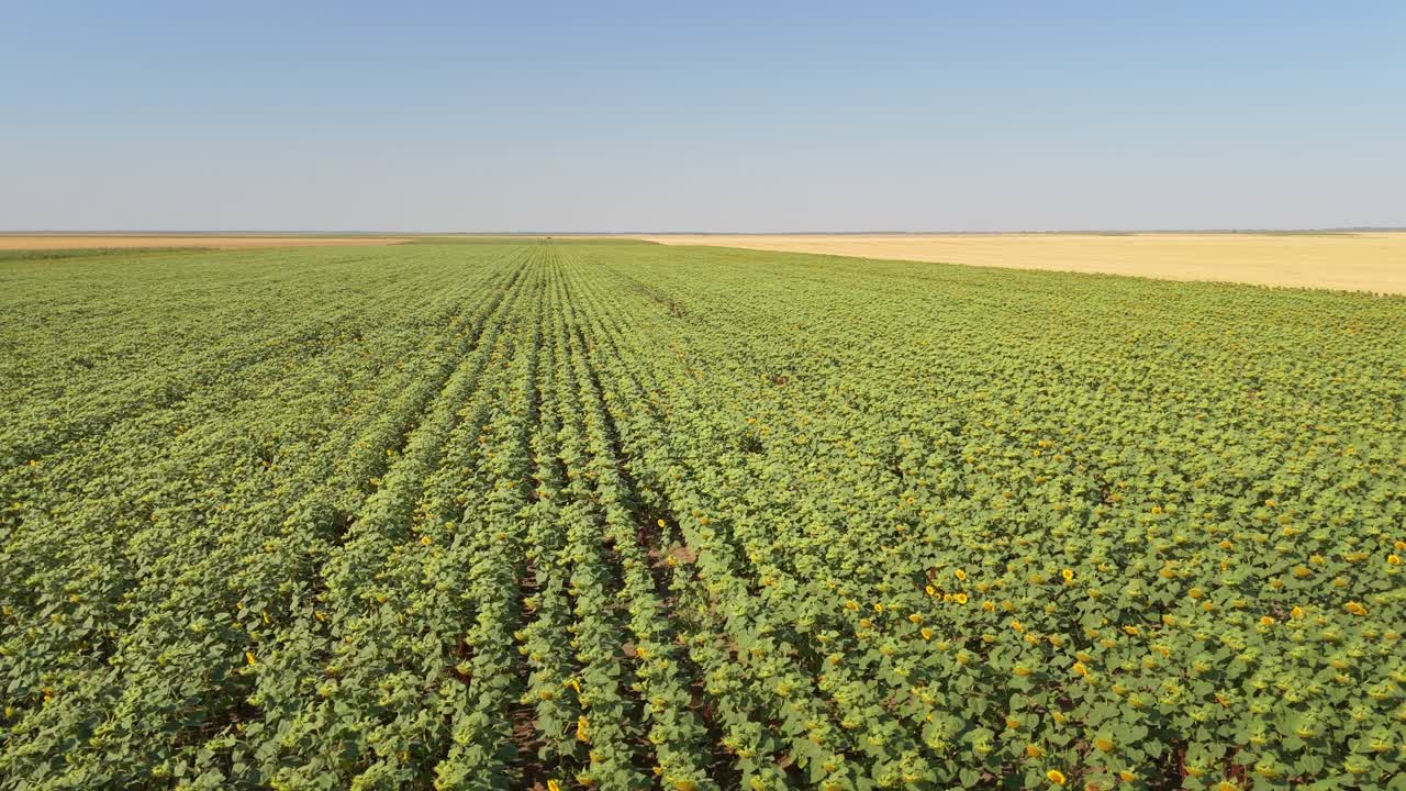 Aerial view of a Sunflower field in a europe agriculture, yellow calatidium on a sunny day, drone 4k view, high rezolution