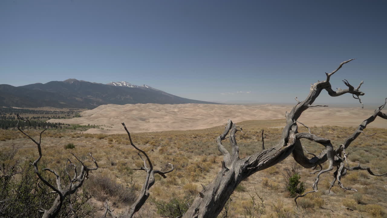 paisaje dramático del gran parque nacional de dunas de arena con árboles antiguos