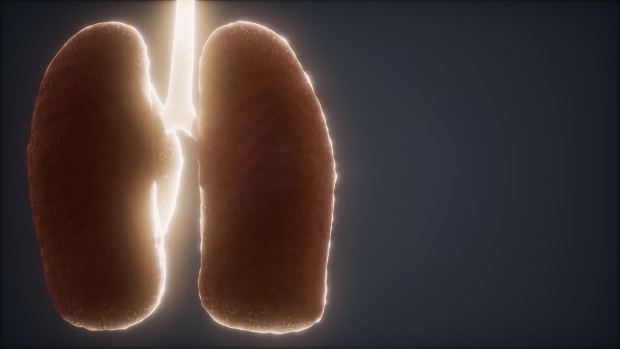 animación médicamente precisa del pulmón humano en bucle 3d