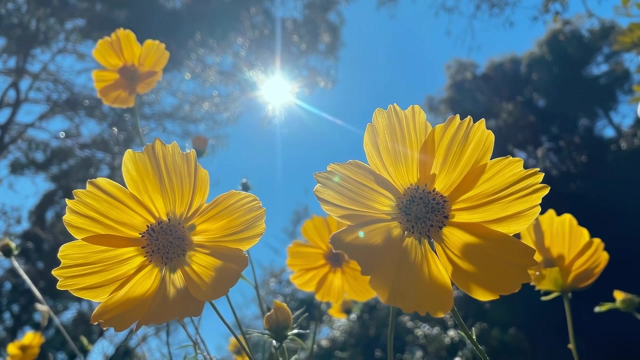 Fiori di cosmo gialli in fiore sotto il sole splendente