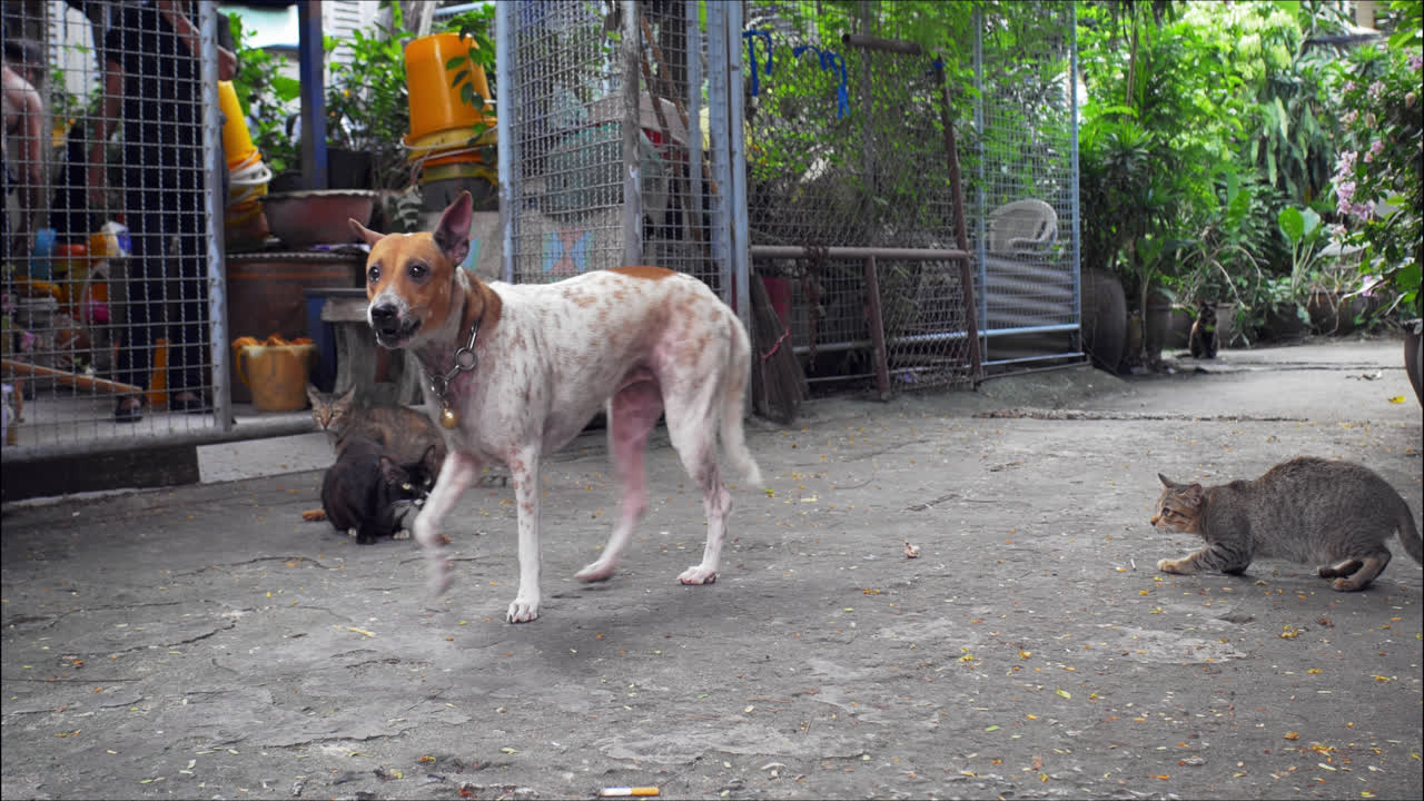 A dog barking at strangers