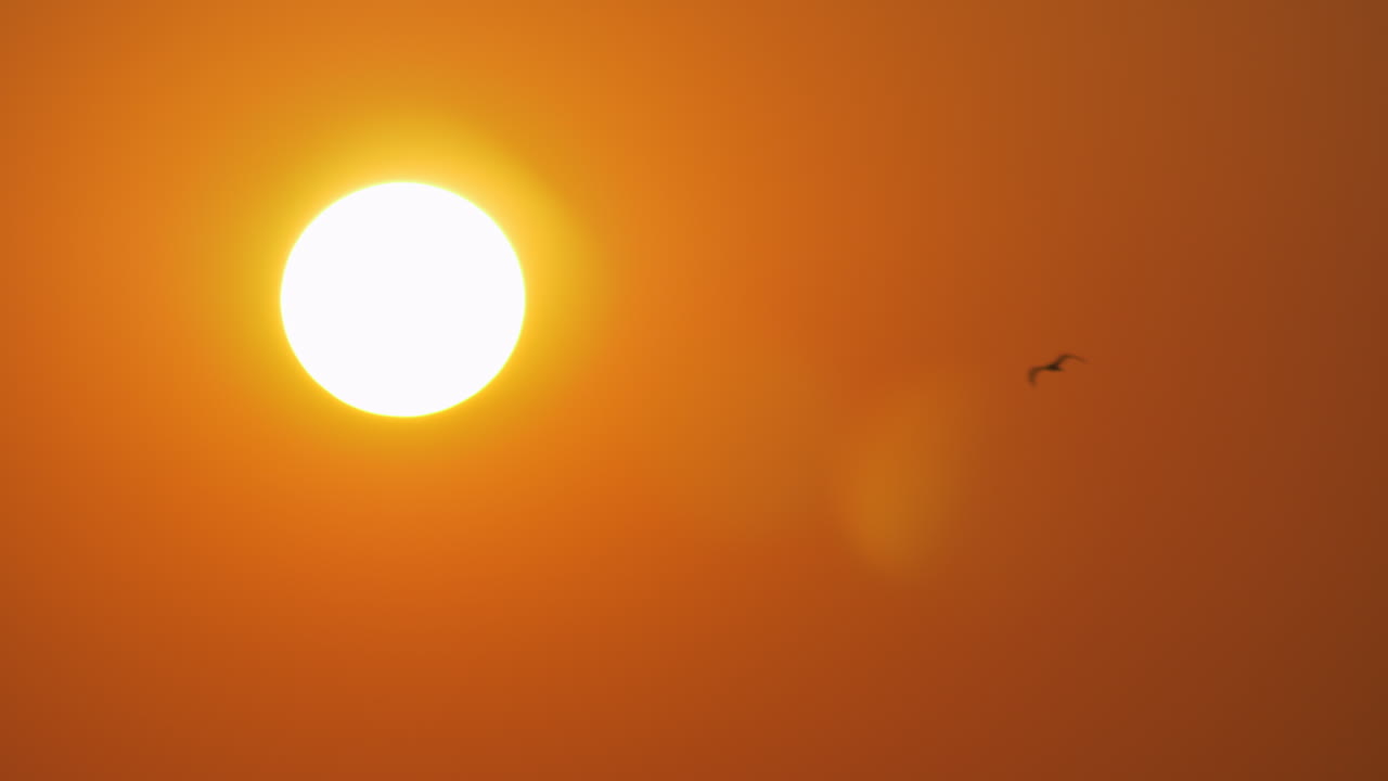 золотое вечернее солнце и летающая чайка