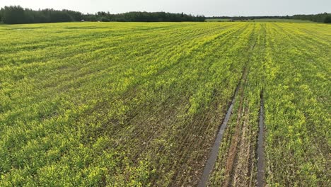 Flying-over-a-water-logged-blooming-canola-field