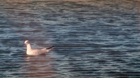 silver gull seagull bird floating on water