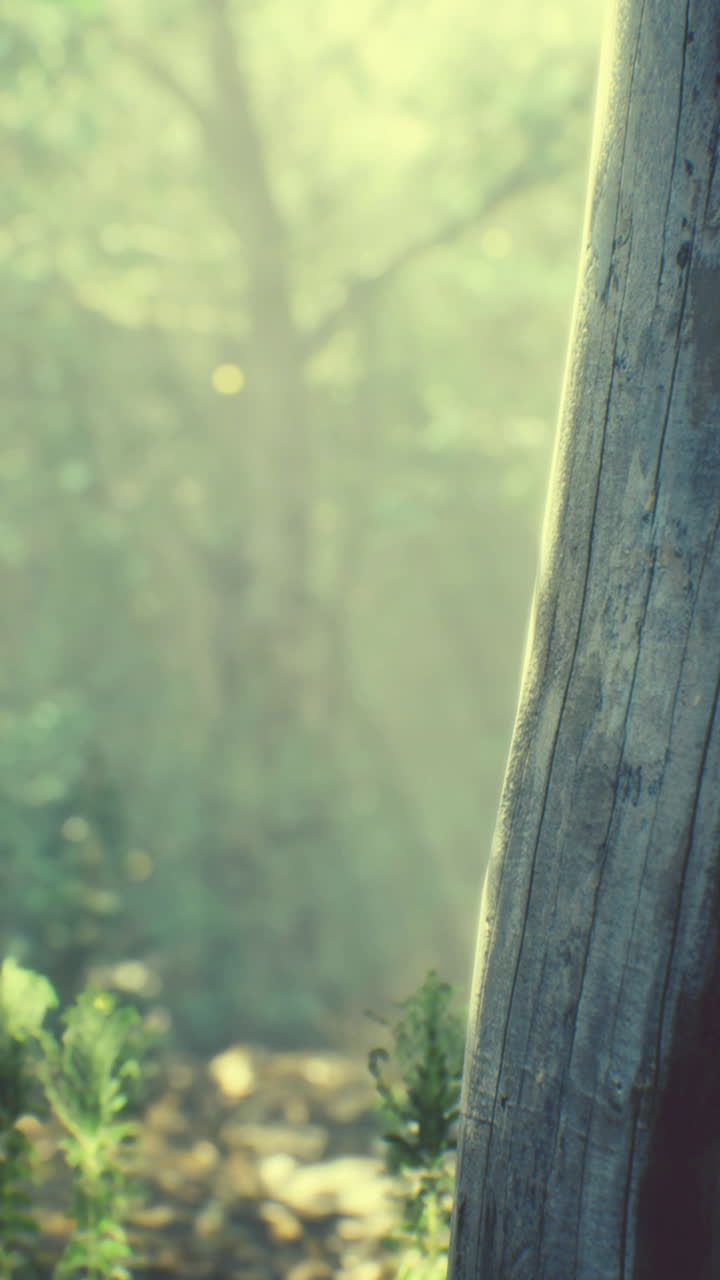 가을에 안개 숲에서  ⁇ 빛의 광선