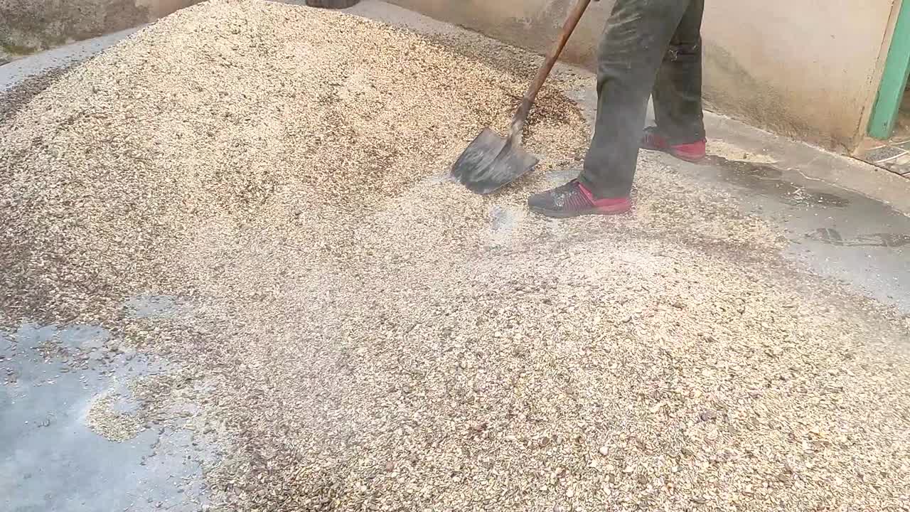 Primo piano di un agricoltore di successo che mescola ingredienti macinati per preparare mangime per animali da allevamento con una pala in una fattoria di bestiame-1