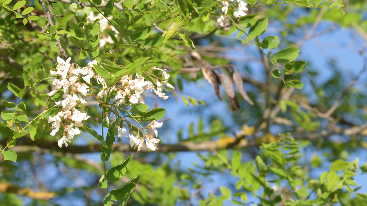 青空を背景に、白いニセアカシアの花が枝で優しく揺れているクローズアップショット。