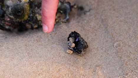 finger interacts with seashell on sandy beach