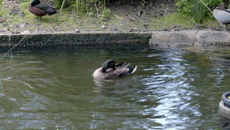 ducks swimming and bathing on water