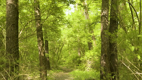 panorámica hacia abajo para revelar el camino en el bosque