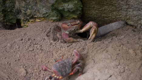 wild-mud-crab-in-Seychelles-filmed-close-up-in-the-jungle