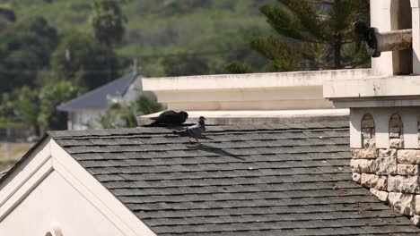 pigeons congregating and moving on shingled roof.