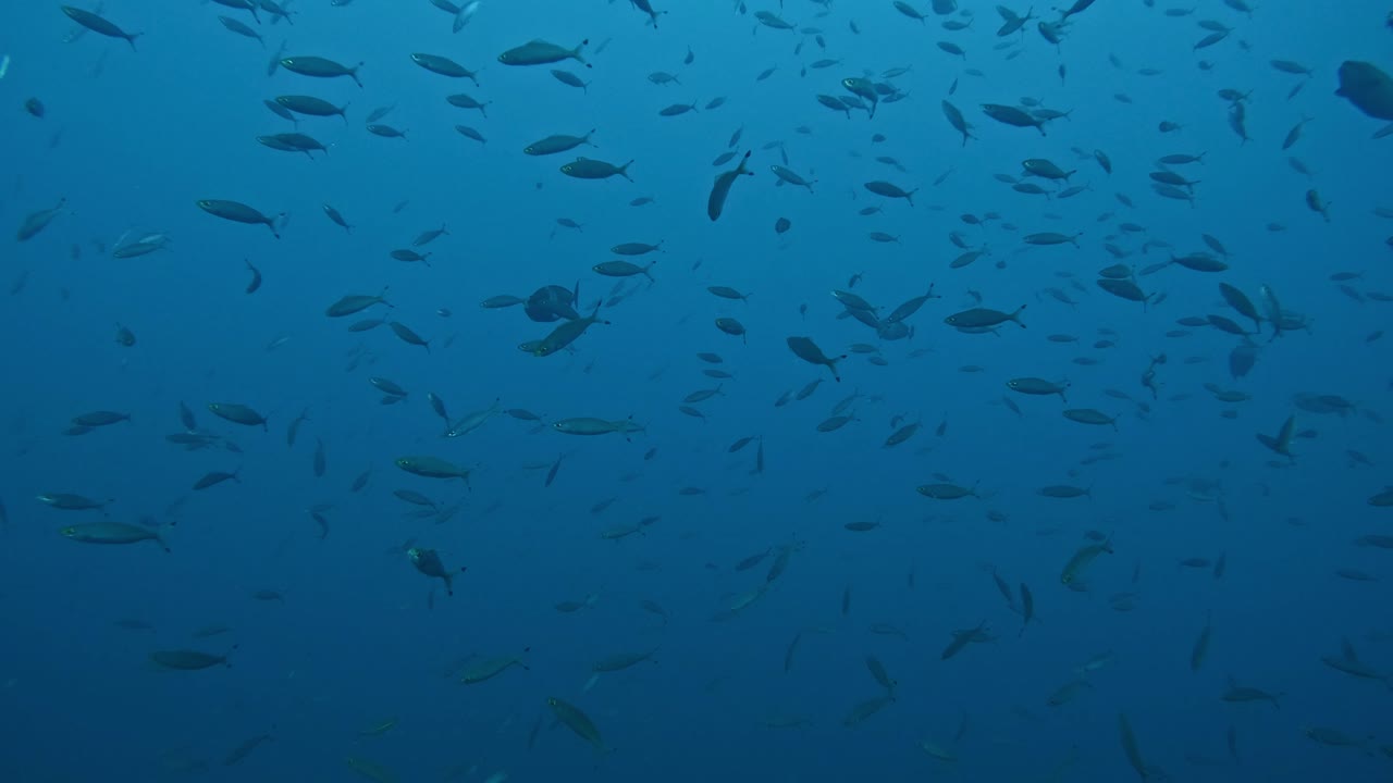 enjambre de peces en el fondo del mar azul, el mundo submarino tranquilo en cámara lenta