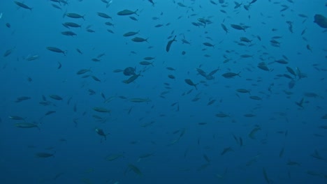 Enjambre-De-Peces-En-El-Fondo-Azul-Del-Mar,-Tranquilo-Mundo-Submarino-En-Cámara-Lenta