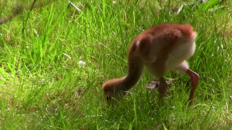 a snadhill crane chick walks in the grass