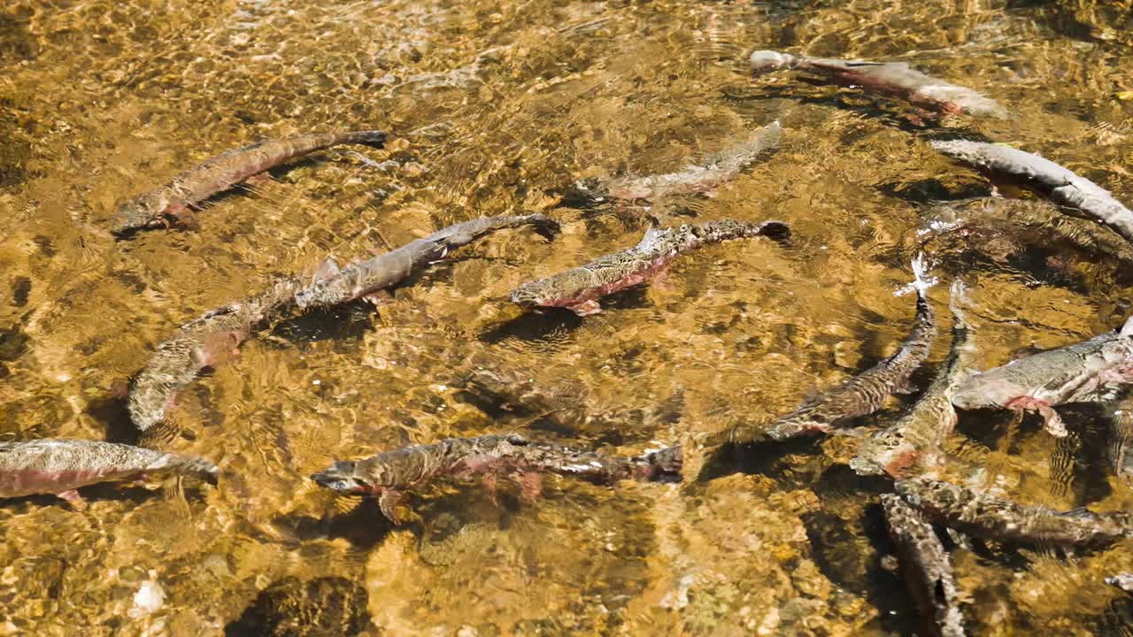 peces adultos de trucha arco iris nadando en agua dulce cristalina, lugar de desove