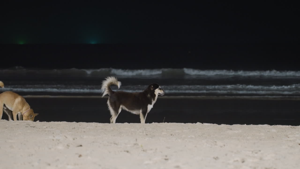 Spiaggia notturna dell'isola con cani che vagano, husky bianco e nero e meticcio fulvo che annusano la sabbia vicino alle onde che si infrangono, luci verdi distanti all'orizzonte, interazione di gruppo energica, annusare e seguire giocosamente.