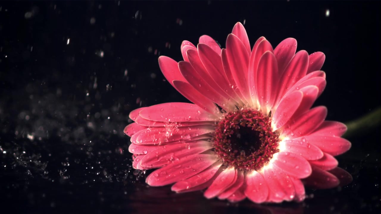 Gerbera rosa fresca con gocce d'acqua su sfondo nero