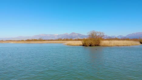 peaceful lake, wild ducks swim on clear water near beautiful shore with yellow dry reeds, birds environment