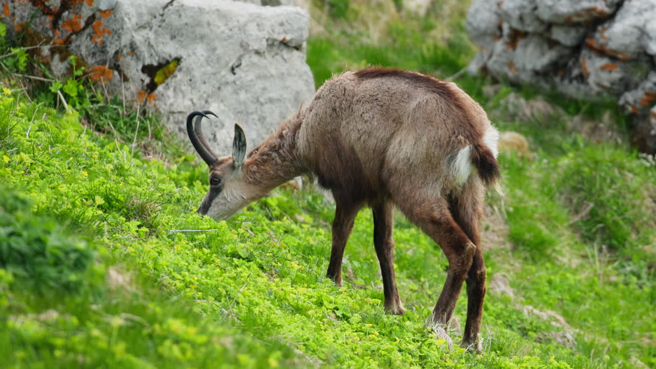 Stambecco femmina solitario nelle Alpi Giulie slovene, circondato da una rigogliosa natura estiva.