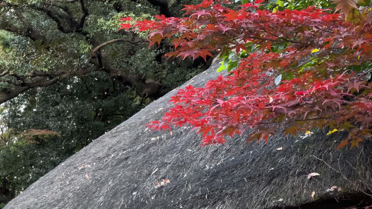 Typical Japanese straw roof house with red maple leaves