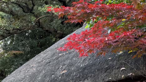 typical japanese straw roof house with red maple leaves