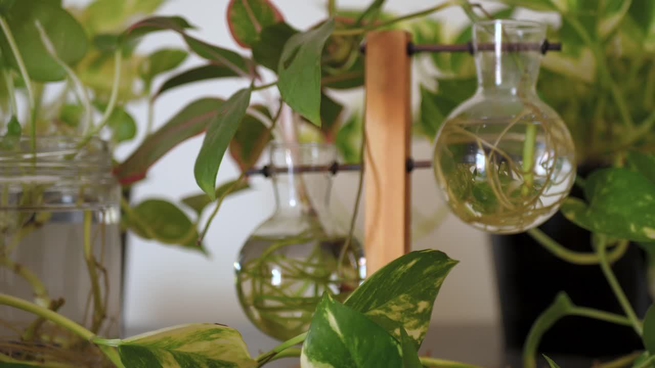 Plant cuttings thriving in water, peaceful home corner of green life