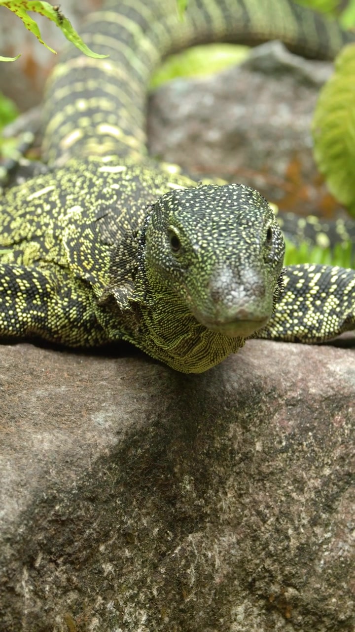 Un'inquadratura verticale dettagliata di un varano maculato che riposa su un masso muschioso nella giungla.