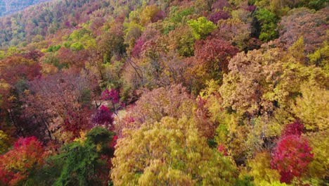 Flying-close-over-top-of-fall-autumn-forest-trees-with-their-leaves-changing-colors-to-orange,-red,-and-yellow