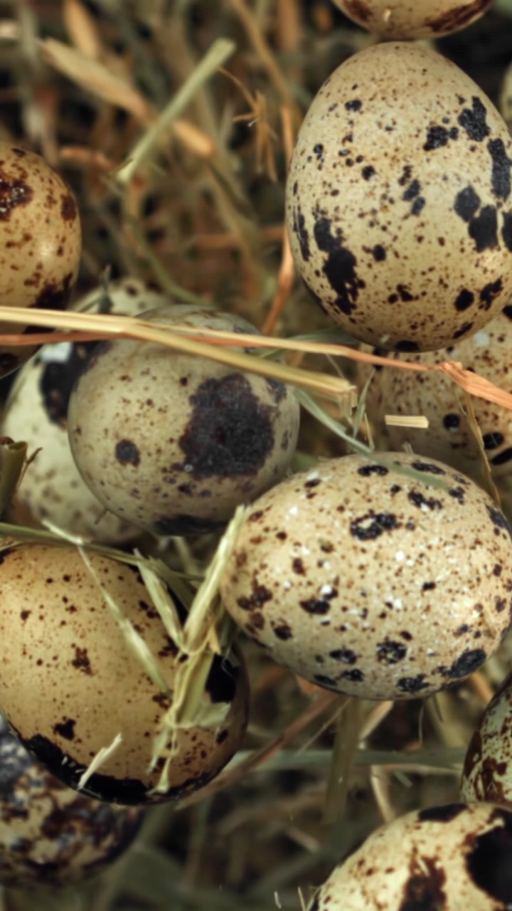 Close-up of Speckled Quail Eggs in a Rustic Hay Nest