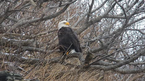 Ein-Ausgewachsener-Weißkopfseeadler-Sitzt-Während-Eines-Winterlichen-Schneesturms-In-Den-Denkerlen-Von-Kodiak-Island,-Alaska