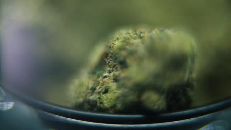 video macro suave de una planta de cannabis, cepas híbridas, sativa, flor de marihuana, en un soporte giratorio, cámara lenta 120 fps, iluminación de estudio, brillo de sueño