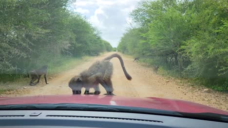 vervet monkeys jump onto car hood sniff and play, kruger national park, south africa