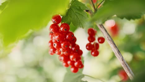 video shows of ripe redcurrant outdoors