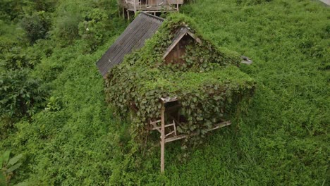 descending-tilt-up-drone,-aerial-birds-eye-view-of-old-style-wooden-Thai-bungalow-that-is-covered-in-foliage-that-is-now-derelict-and-unused-due-to-the-effects-of-the-pandemic-on-travel-and-tourism