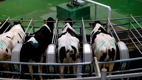 milking cows by automatic industrial milking rotary system in modern diary farm