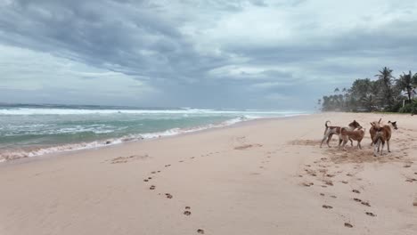 stray dogs pack on sri lanka beach friend pet friends animals tropical shore