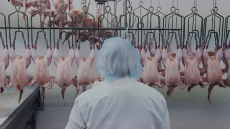 worker in hairnet observes hanging chickens moving along processing factory line