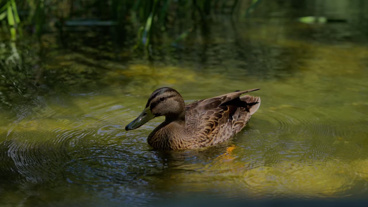 Wild Mallard Duck swimming in the green lake and cleaning her feathers and drinking water from the lake in Park during a sunny day