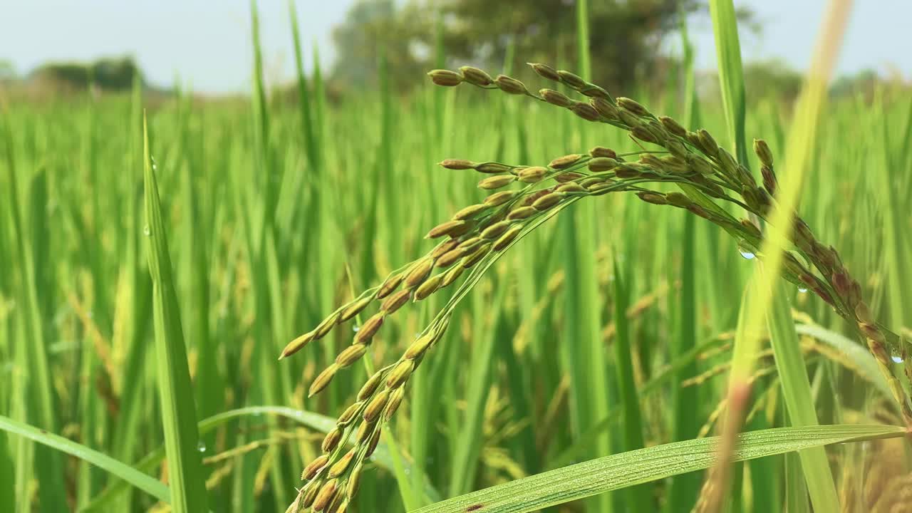 Close-up view of ripening rice grains gently swaying in the breeze. Dew drops glisten on the lush green stalks, symbolizing abundance and the approaching harvest season in rural farmlands