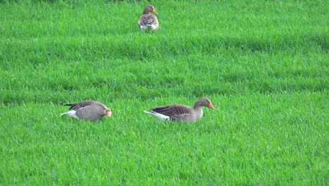two-grey-geese-chattering-and-eating-in-the-green