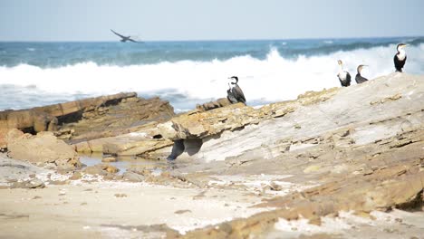 Dos-Pájaros-Vuelan-Más-Allá-Del-Rebaño-Relajándose-En-Las-Rocas-De-La-Playa