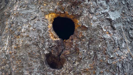 Korean-tree-squirrel-popping-its-head-out-of-the-tree-hole-in-Yangjae-Forest,-South-Korea