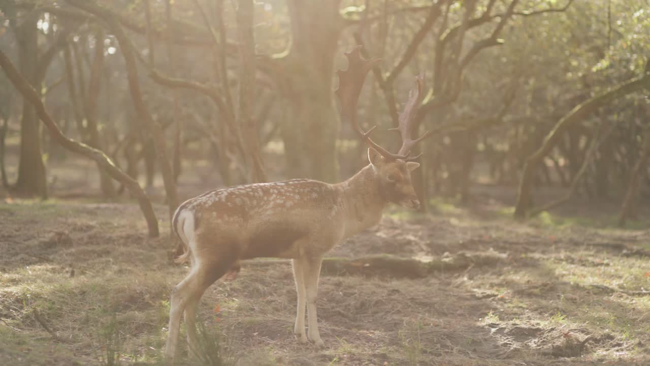 олень в лесу при восходе и заходе солнца