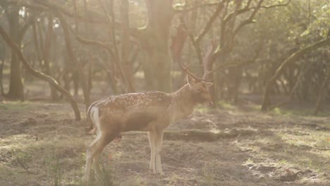 fallow deer in a forest at sunrise/sunset