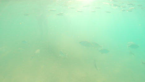 Explorando-El-Hermoso-Océano-Con-Peces-Nadando-En-Fuerteventura,-Islas-Canarias,-España