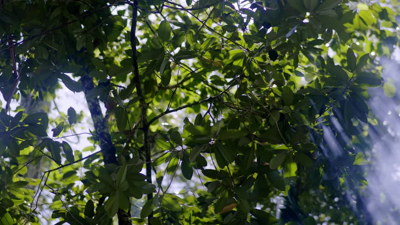 Sunrays coming through tree leaves, white smoke, amazone rain forest